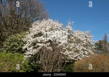 Primavera fioritura Magnolia salicifolia 'Wadaa's Memory' (Willow Leaved Magnolia) in un Country Cottage Garden nel Devon Rurale, Inghilterra, Regno Unito Foto Stock