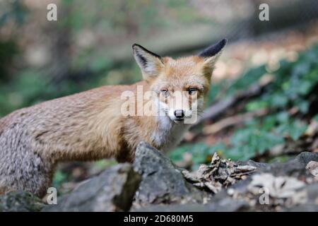 Una volpe rossa si trova a piedi vicino agli escursionisti in una foresta in Romania. Molte volpi nella zona sono vicine alla gente per ottenere cibo. Autoaddomesticamento di animali selvatici. Foto Stock
