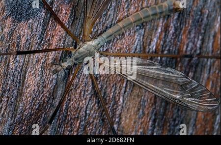 Crane Fly è un nome comune che si riferisce a qualsiasi membro della famiglia di insetti Tipulidae, dell'ordine Diptera, Foto Stock