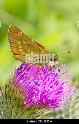 Grande Skipper Butterfly (Ochlodes sylvanus) arroccato con le ali ripiegate su un fiore di thistle, Cornovaglia, Inghilterra, Regno Unito. Foto Stock