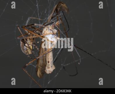 Gru volare catturato in giardino orb web ragno web. Foto Stock