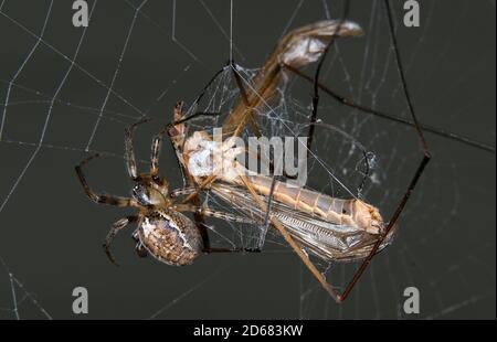 Gru volare catturato in giardino orb web ragno web. Foto Stock