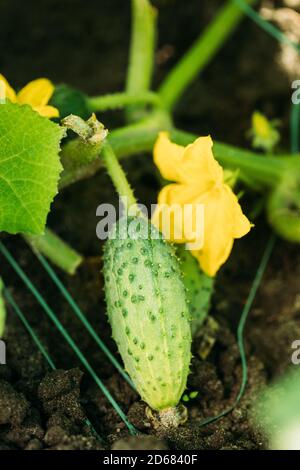 Biologico Green Cetriolo coltivato su viti in Orto vegetale Foto Stock