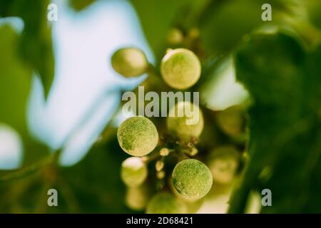 Muffa polverosa su frutta e foglie d'uva. Malattia di pianta. Raccolto cattivo Foto Stock