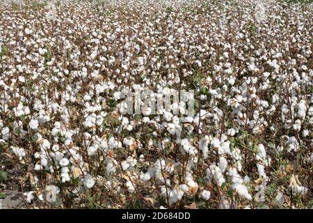 Campo di cotone pronto per essere raccolto. Fondo di cotone. Il concetto di agricoltura Foto Stock