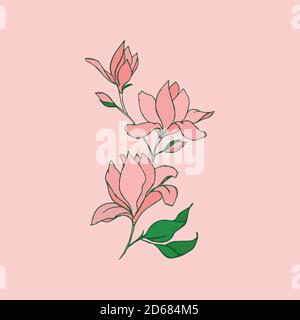 Fiori di Magnolia con un motivo lineare su sfondo rosa. Illustrazione Vettoriale