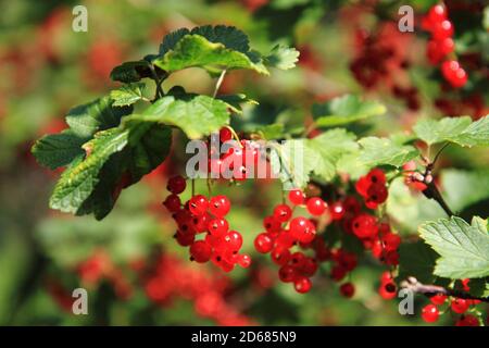 il curry rosso plat con frutta come sfondo di cibo piacevole Foto Stock