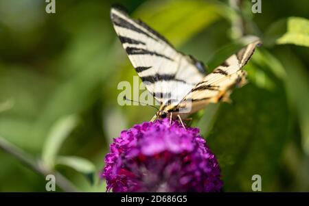 Tigre canadese swallowtail farfalla raccolta nettare su un fiore viola. Foto Stock