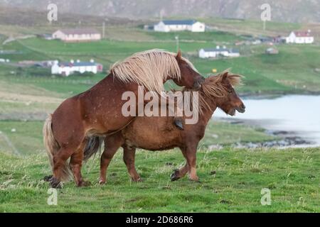 Iceland Horses giocano combattendo, Burra, Shetland Islands, Scozia, Regno Unito Foto Stock