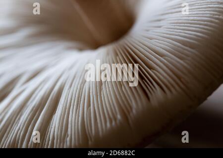 Fungo del parasolo commestibile (Macrolepiota procera) trovato in Kent, Regno Unito Foto Stock