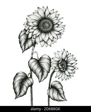 girasoli illustrazione disegnata a mano isolata su inchiostro floreale bianco, nero e bianco schizzo, bianco monocromo realistico girasoli disegno Foto Stock