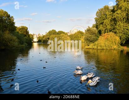 Pellicani residenti nel lago St James's Park con London Eye sullo sfondo, Londra, Regno Unito Foto Stock