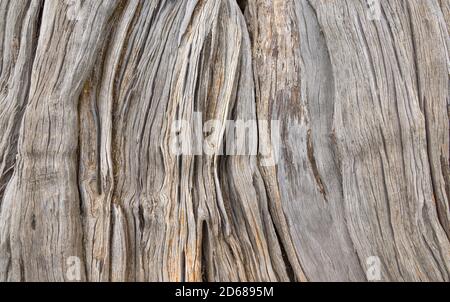 Tronco di albero closeup di un vecchio albero di ginepro Sabina su Isola di El Hierro Foto Stock