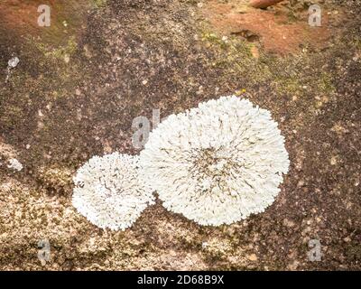 Macchie bianche sulla parete rustica Foto Stock