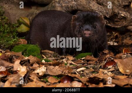 Un mero europeo marrone o nerts da una fattoria di pelliccia in un paesaggio di foresta di autunno Foto Stock
