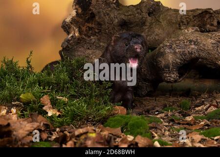 Un mero europeo marrone o nerts da una fattoria di pelliccia in un paesaggio di foresta di autunno Foto Stock