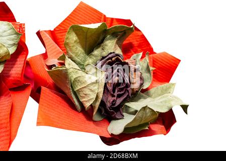 Una rosa rossa appassita con un grande nastro rosso, isolata su uno sfondo bianco con un tracciato di ritaglio. Foto Stock