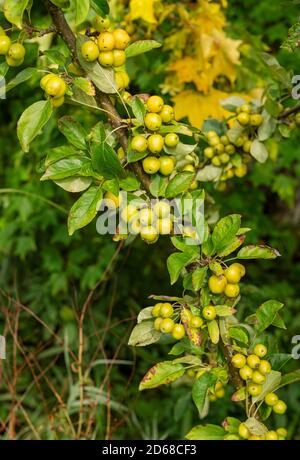 Primo piano di mele verdi di granchio frutti di mela di granchio Su un albero in autunno autunno Inghilterra UK Regno Unito GB Gran Bretagna Foto Stock