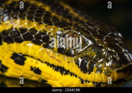 Primo piano immagine della testa gialla dell'anaconda Foto Stock