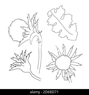 Listola di latte fiori selvatici e foglie insieme vettore contorno illustrazione, semplice immagine botanica in stile disegnato a mano, simbolo della Scozia Illustrazione Vettoriale