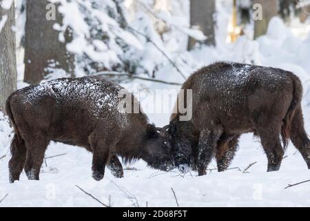 Bisonte europeo (bonasus bisonte, Bos bonasus) durante l'inverno nel Parco Nazionale della Foresta Bavarese (Bayerischer Wald). Europa, Europa centrale, G Foto Stock