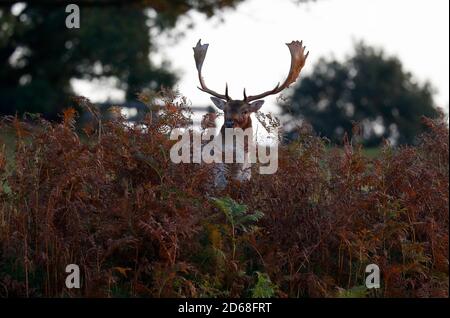 Newtown Linford, Leicestershire, Regno Unito. 15 ottobre 2020. Durante la stagione di caccia nel Bradgate Park, uno stag di daini si trova in bracken. Credit Darren Staples/Alamy Live News. Foto Stock