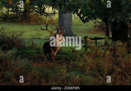 Newtown Linford, Leicestershire, Regno Unito. 15 ottobre 2020. Uno stag dei Red Deer si trova in un'area di luce solare durante la stagione delle esondazioni nel Bradgate Park. Credit Darren Staples/Alamy Live News. Foto Stock