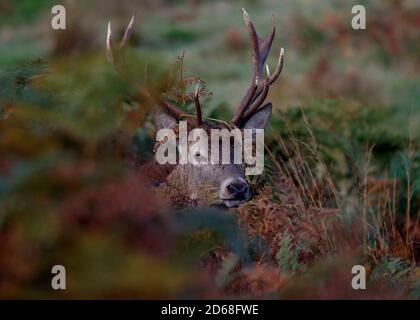 Newtown Linford, Leicestershire, Regno Unito. 15 ottobre 2020. Un Red Deer Stag si trova in bracken durante la stagione di rutting a Bradgate Park. Credit Darren Staples/Alamy Live News. Foto Stock