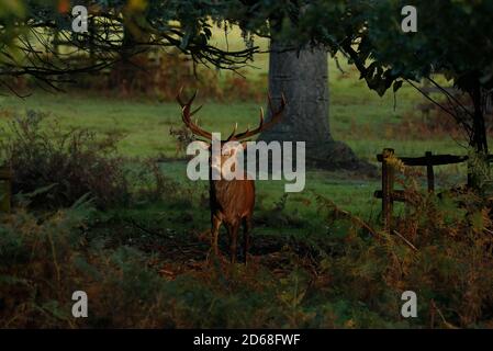 Newtown Linford, Leicestershire, Regno Unito. 15 ottobre 2020. Uno stag dei Red Deer si trova in un'area di luce solare durante la stagione delle esondazioni nel Bradgate Park. Credit Darren Staples/Alamy Live News. Foto Stock