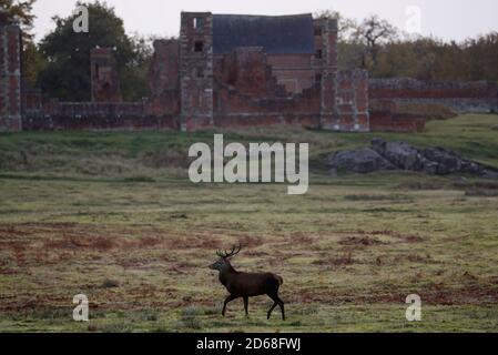 Newtown Linford, Leicestershire, Regno Unito. 15 ottobre 2020. Una stag del Red Deer passa le rovine durante la stagione delle esondazioni nel Bradgate Park. Credit Darren Staples/Alamy Live News. Foto Stock