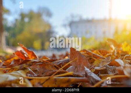 Foglie secche d'autunno su una strada cittadina con un basso primo piano dell'angolo Foto Stock