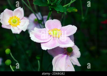 ANEMONE GIAPPONESE, FASCINO SETTEMBRE, ANEMONE HUPEHENSIS, ANEMONE CINESE, FIORE VENTO, THIMBLEWEED, FLORA JAPONICA. Foto Stock