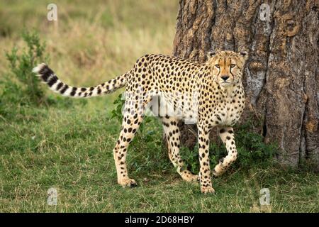 Ghepardo adulto in piedi su erba verde vicino ad un grande albero Allerta in Masai Mara in Kenya Foto Stock