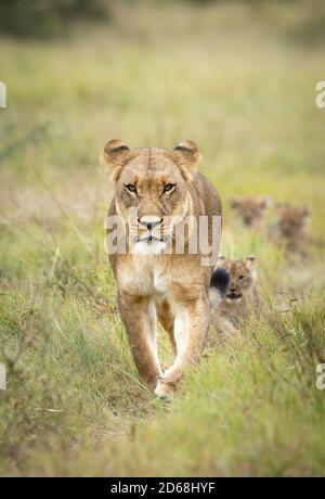 La leonessa madre che conduce i suoi cuccioli di leone attraverso il cespuglio verde dentro Il delta di Savuti Okavango in Botswana Foto Stock