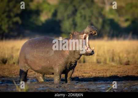 Grande e fangoso ippopotamo adulto in piedi in fango fuori acqua con la sua bocca aperta nella mattina presto luce del sole in Fiume Chobe in Botswana Foto Stock