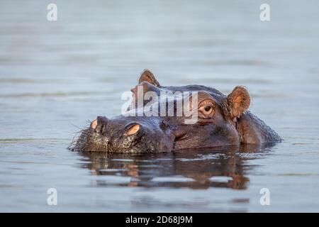 Primo piano sulla testa dell'ippopotamo che si stacca dall'acqua Fiume Chobe in Botswana Foto Stock