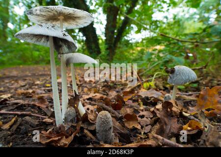 Inkcap plissettato (Parasola plicatilis) talvolta conosciuto come la piccola Umbrella Giapponese, che cresce in una foresta Foto Stock