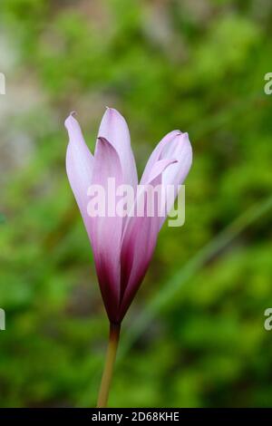 Habranthus brachyandrus gambo corto pioggia giglio rosa chiaro tromba come Fiore con gola viola Giardino Botanico Nazionale del Galles Carmarthenshire REGNO UNITO Foto Stock