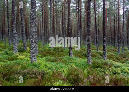 Vista degli alberi nel bosco a Glenmore nel Cairngorms National Park, Scozia, Regno Unito Foto Stock