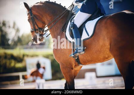 Un bel cavallo di baia, sul quale il cavaliere si siede in sella in una tuta blu e lo tiene dalla redini, partecipa alla dressage. Gara equestre Foto Stock