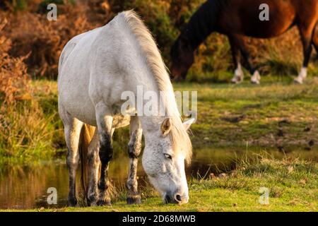 Pony bianco della New Forest in morbida e calda luce autunnale Foto Stock