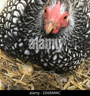 Una madre Wyandotte gallina con nuovo cazzo covato seduta un nido Foto Stock