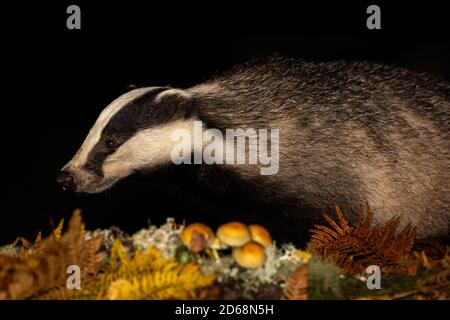 Badger (nome scientifico: Meles Meles) Badger selvaggio, nativo rivolto a sinistra in habitat naturale boschivo con felci e toadstools. Notte. Orizzontale Foto Stock