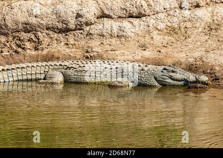 Coccodrillo del Nilo che riposa sulla riva del fiume Foto Stock