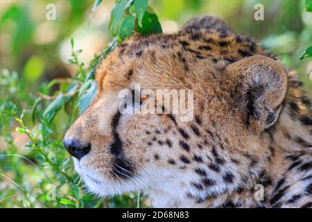 Beautiful Cheetah vicino all'ombra guardando qualcosa Foto Stock