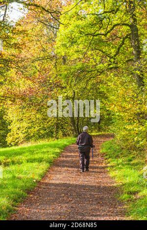 Donna che cammina con i pali su un sentiero in autunno foresta Foto Stock