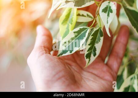 Ramo di ficus benjamina in mano, fuoco selettivo. Foto Stock