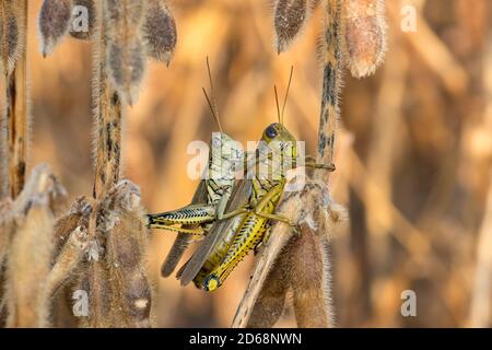 Primo piano di Differential Grasshopper su pianta di soia durante la vendemmia autunnale. Concetto di danno di insetto, controllo di peste, perdita di resa Foto Stock