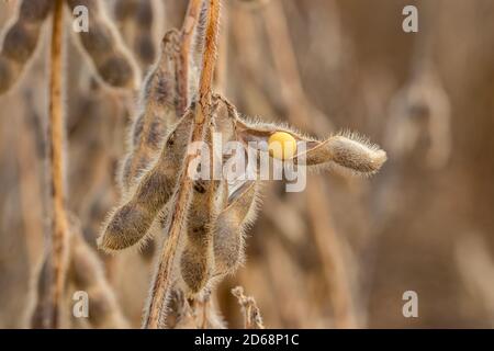 Closeup di baccello di soia che frantumano con seme in campo durante il raccolto. Concetto di stress da siccità, contenuto di umidità e perdita di resa Foto Stock