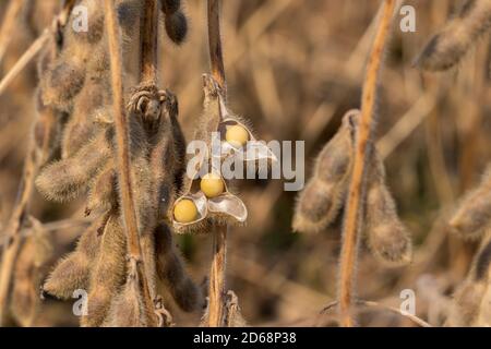 Closeup di baccello di soia che frantumano con seme in campo durante il raccolto. Concetto di stress da siccità, contenuto di umidità e perdita di resa Foto Stock